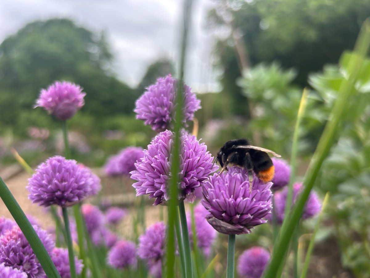 Day 17 #30DaysWild took a photograph of a bee sleeping on some chives🐝🌸