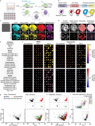 eriksahailab's tweet image. Excited to share our new study on how resistance to AKT inhibition is linked to lineage differences within breast cancer 👇🏽biorxiv.org/content/10.110…
and also surprisingly/worryingly good AI generated podcast 🎧notebooklm.google.com/notebook/28ebc…
