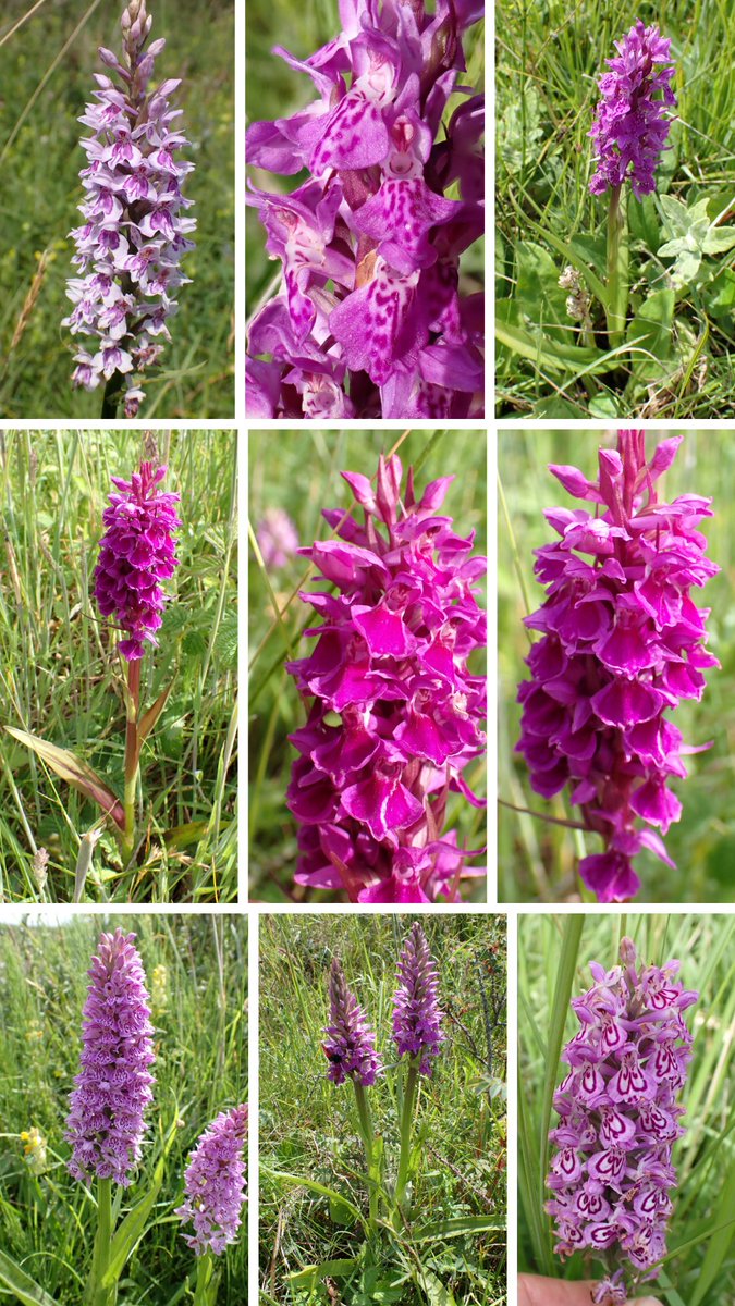 Some amazing Marsh Orchids from Kenfig. Top left D. fuchsii, top right D. purpurella, middle D. purpurella var. atrata, bottom D. xgrandis, bottom right with such solid marks on the labellum possibly D. praetermissa var. junialis? <a href="/KenfigWarden/">Warden Kenfig National Nature Reserve</a> <a href="/BSBIbotany/">BSBI: Botanical Society of Britain & Ireland</a>