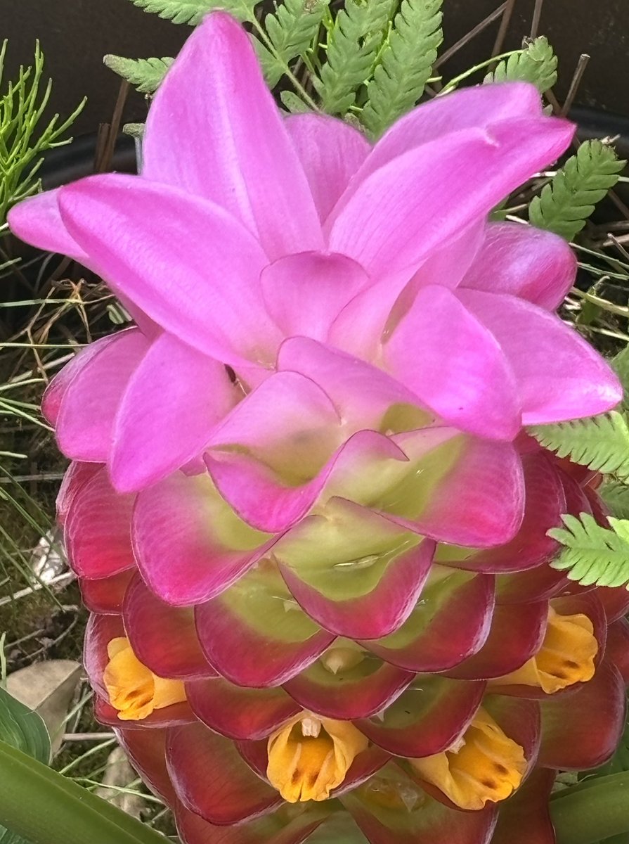 #greatday #beautifulflower 🌸🦋🌺🌷❤️