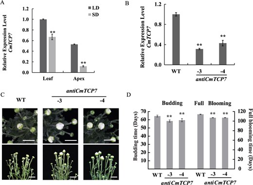 Horticulture Research (@hortres) on Twitter photo New module found! CmARF3-CmTCP7-CmFTL3/FDL1 regulates chrysanthemum flowering. Insights for photoperiod control in horticulture! #FloweringGenes #PlantRegulation <a href="/OxfordJournals/">Oxford Journals</a>
Details: doi.org/10.1093/hr/uha… New module found! CmARF3-CmTCP7-CmFTL3/FDL1 regulates chrysanthemum flowering. Insights for photoperiod control in horticulture! #FloweringGenes #PlantRegulation <a href="/OxfordJournals/">Oxford Journals</a>
Details: doi.org/10.1093/hr/uha…