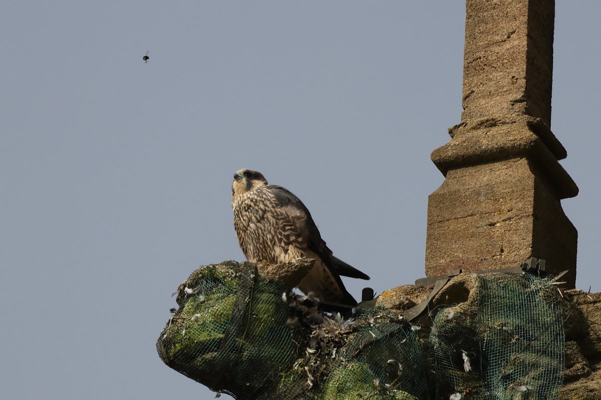 Robin Morrison (@robinmmorrison) on Twitter photo Follow the Bumble Bee! Juvenile Peregrine 'JB' at Taunton yesterday. π
<a href="/TauntonPeregri/">Taunton Peregrines.</a> <a href="/TauntonMinster/">TauntonMinster</a> Follow the Bumble Bee! Juvenile Peregrine 'JB' at Taunton yesterday. π
<a href="/TauntonPeregri/">Taunton Peregrines.</a> <a href="/TauntonMinster/">TauntonMinster</a>