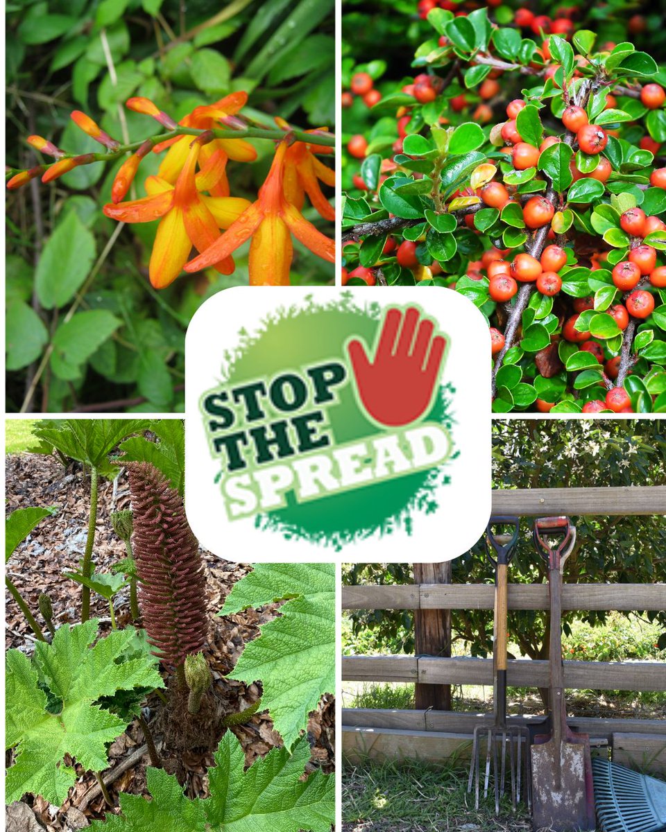 Stop the spread!

Keep your plants in your garden, don’t plant or allow them to grow, in the wild.  

🌐 Learn more at: shorturl.at/HCcBq 

#BePlantWise