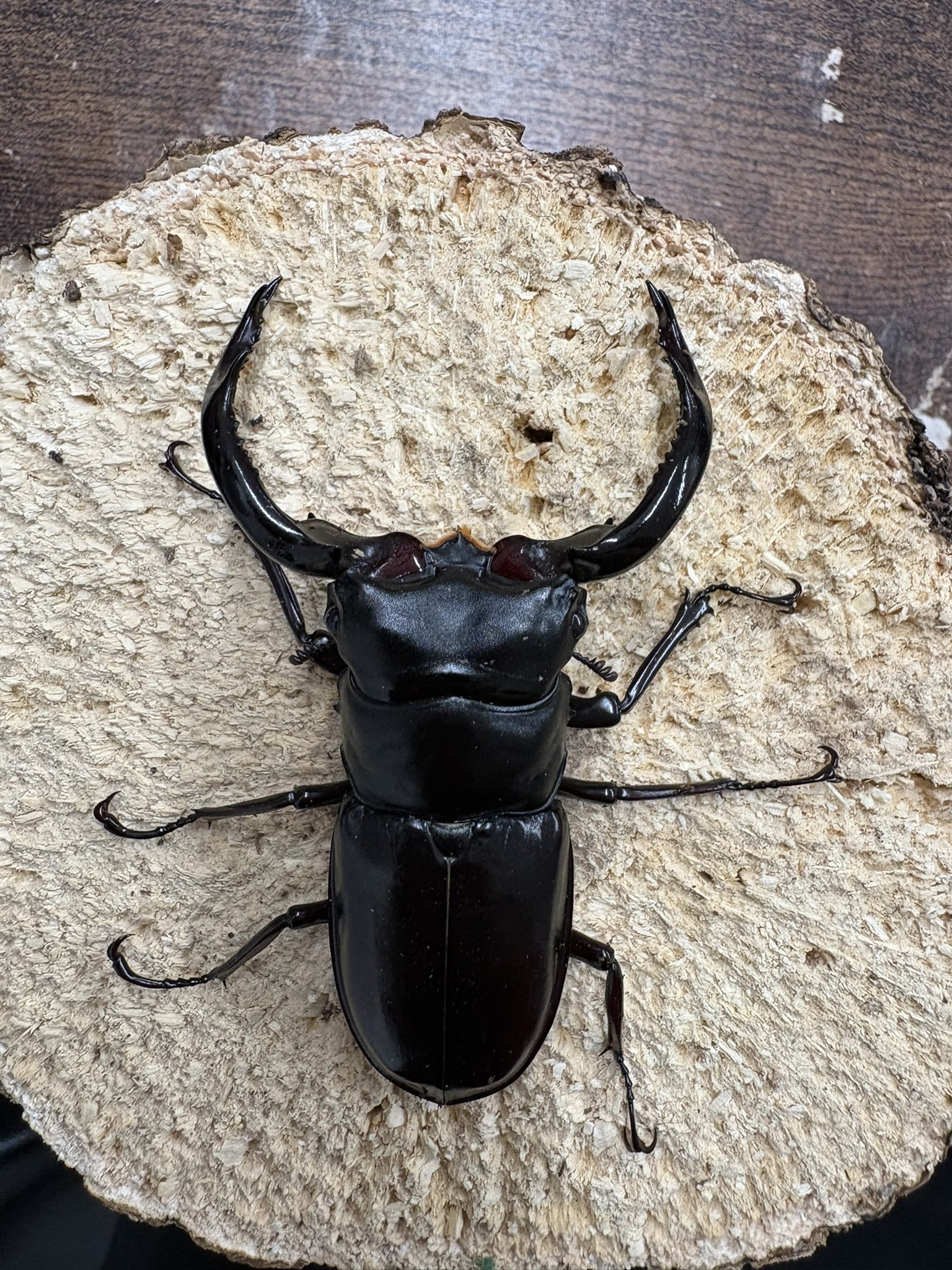 昆虫ショップBIG BEETLE (@BigBeetle10) / X