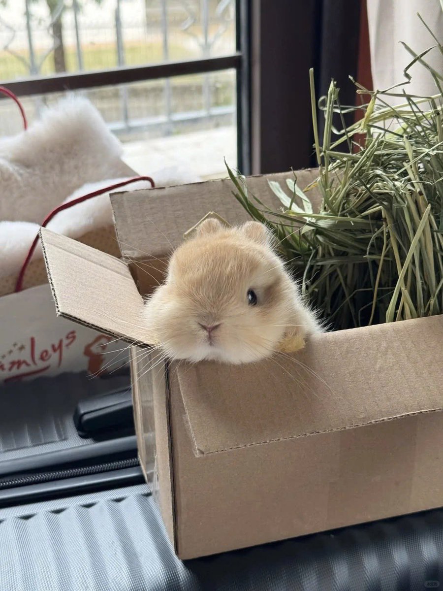 Why you should have a rabbit (@shouldhaverabit) on Twitter photo 