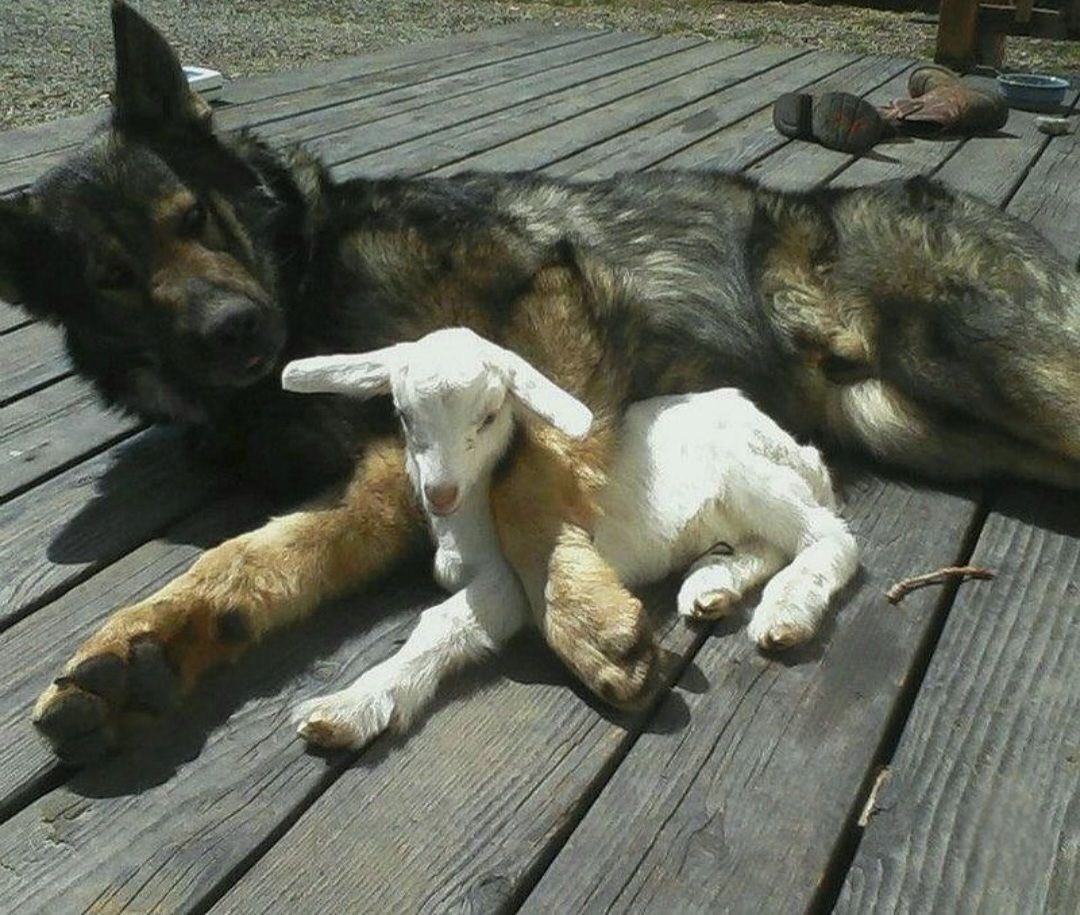 mourninglambs's tweet image. 