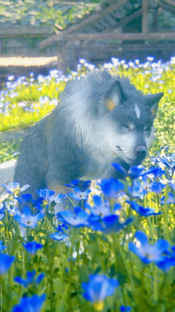 お花畑でねむねむトルガル🪻

Torgal sleepy in the flower garden🪻

#FF16