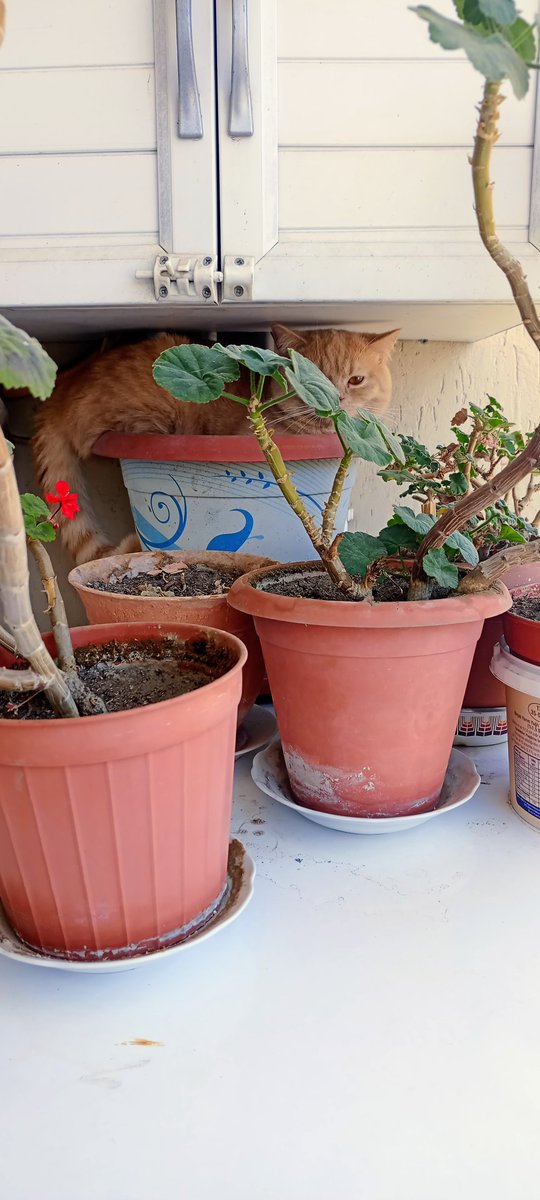 Bir kedi gördüm sanki 🥰