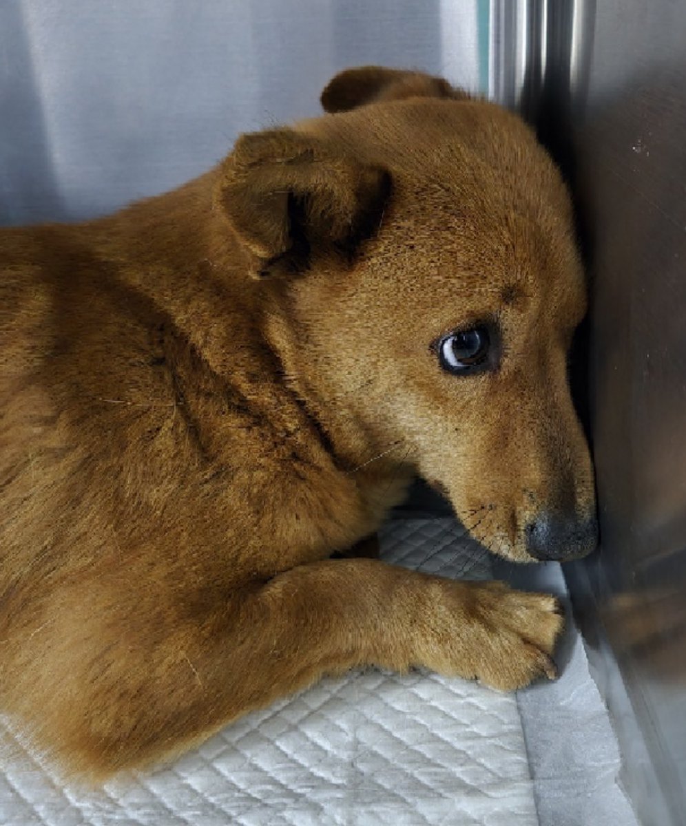 충남 서산 2025-00276 
충남 서산 강쥐들은 일단 다 댕청 감자미가 있는 거 같아요.. ㅜㅜ