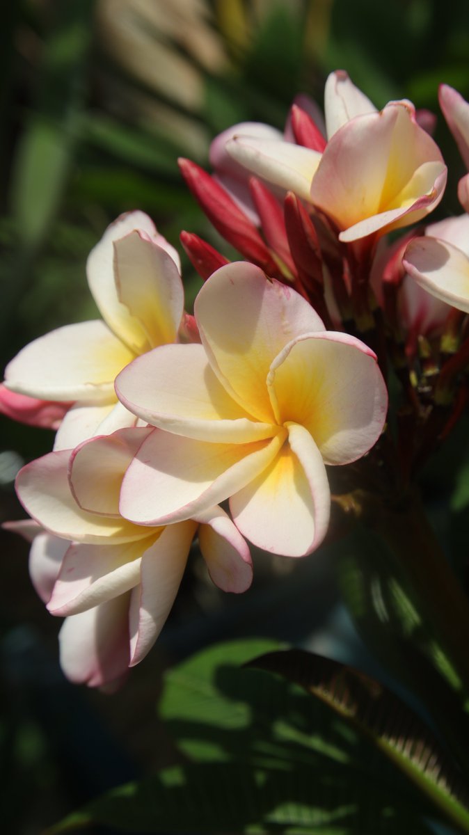 𝐏𝐥𝐮𝐦𝐞𝐫𝐢𝐚