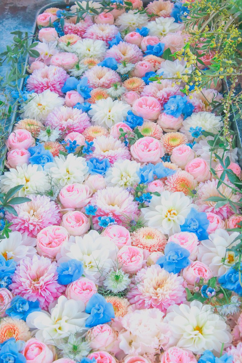 心をふんわり解きほぐす花手水の美しい色彩。