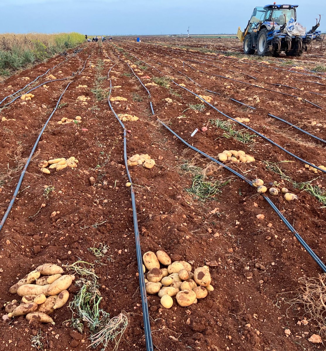 Our climate trial in Andalucía faced an unusual wet start, followed by the usual heat shocks in the final weeks. While some candidates struggled, others thrived. That's why we go 2,000 km south of Rilland to test our varieties under extreme conditions. Preparing for the future!