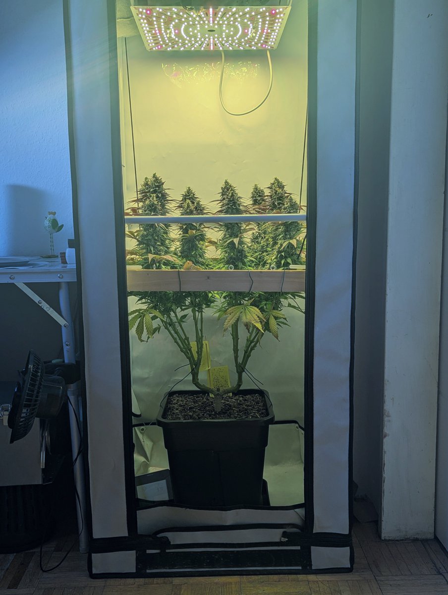 Moon Walker Kush 🚀 at 8 weeks of flowering. Harvest is coming ✂ She smells  sooo delightful.
#spliffseeds