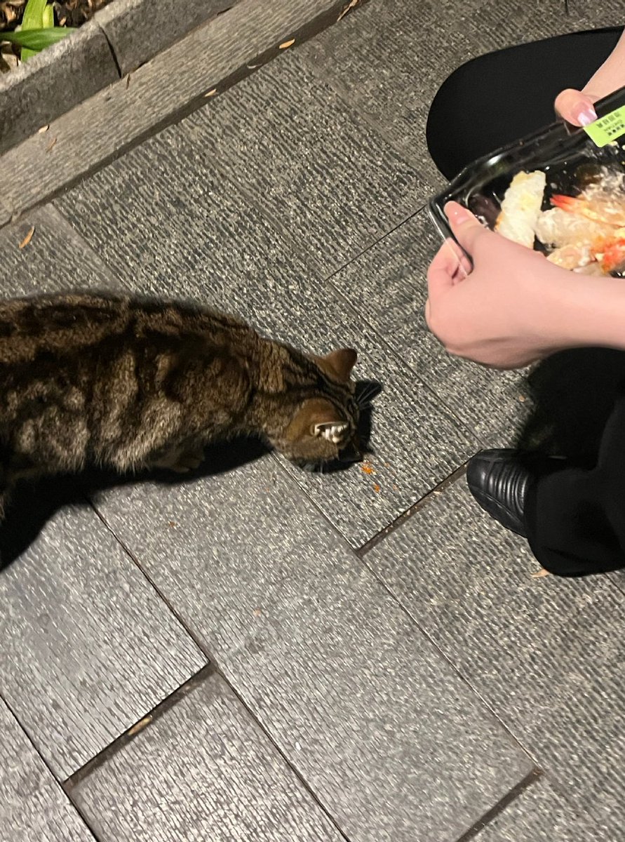 wtseeu's tweet photo. 날도 더운데 고양이도 배달음식 좋아하죠💦🦭
#잘먹고WOO라차차 https://t.co/VoznFdHUvf