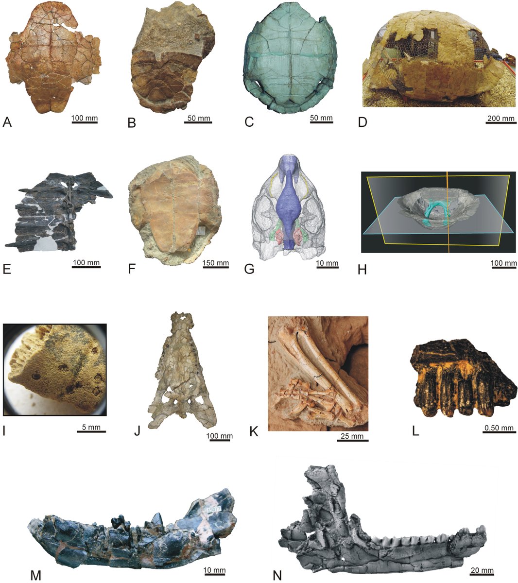 Godzillin's tweet image. “New Paleontological Research in #Turtles and other #Vertebrates”: volumen homenaje a Emiliano Jiménez Fuentes editado por @Tortugologo y @frco_ortega en @AnatRecord:
▶️ godzillin.blogspot.com/2025/06/new-pa…
#Paleontology #Special #Issue