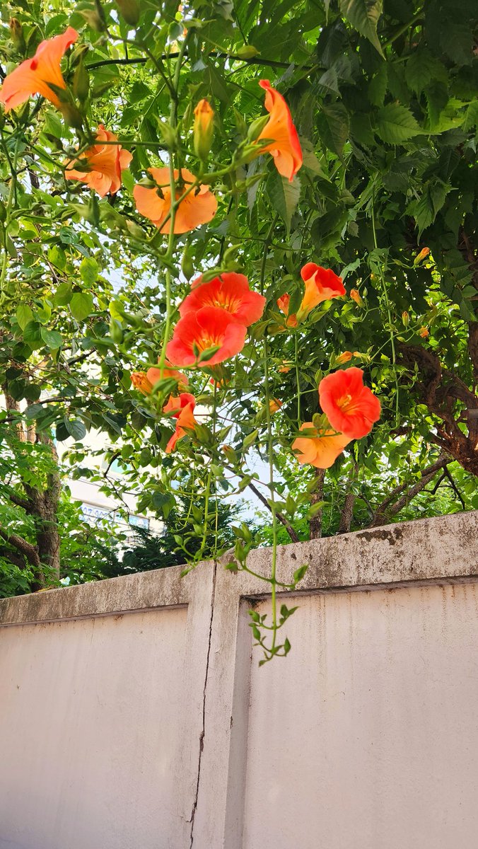 ire1126's tweet photo. ノウゼンカズラ(凌霄花)
능소화 https://t.co/ZM10R6q3XU