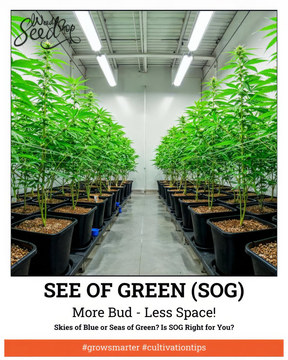 weedseedshop's tweet image. 🌊 SOG: The space-efficient grow technique making waves! Perfect for small grows with big goals. Learn how this canopy-focused method boosts yields while optimizing space → weedseedshop.com/en/blog/sea-of…

Pro Tip: SOG requires strict vegetative timing! 🌱💡

#growingtips 
#SOGmethod