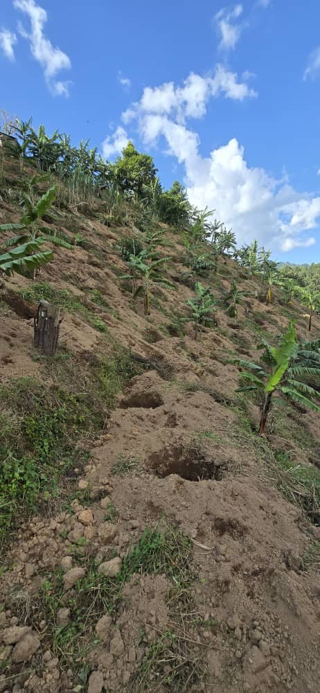 As the dry season sets in, our harvest season has kinda ended. It wasn't too bad for arabica. We are preparing to expand acreage in September.