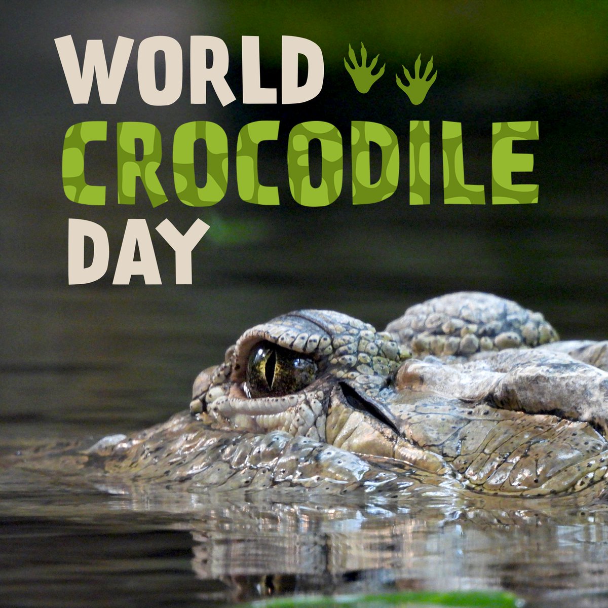 It's World Crocodile Day! 🐊

Here at Zoorassic World, two jaw-tastic West African crocodiles reside… Anne, and Tom.

🦷 Crocodiles go through thousands of teeth in their lifetime.

😅Crocodiles don't have sweat glands, they release heat through their mouths.

Happy croc day! 💚