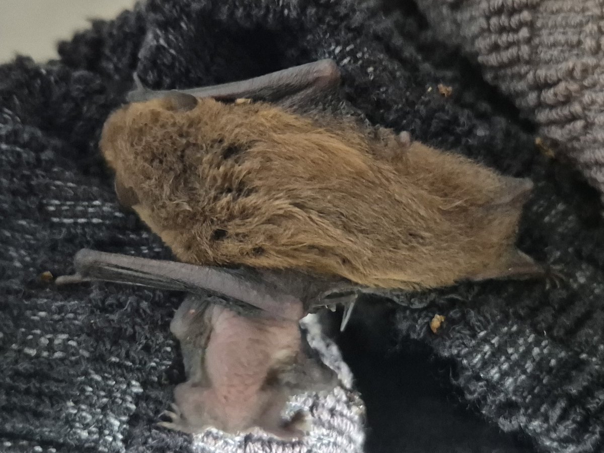 Amy W Schwartz tweet media