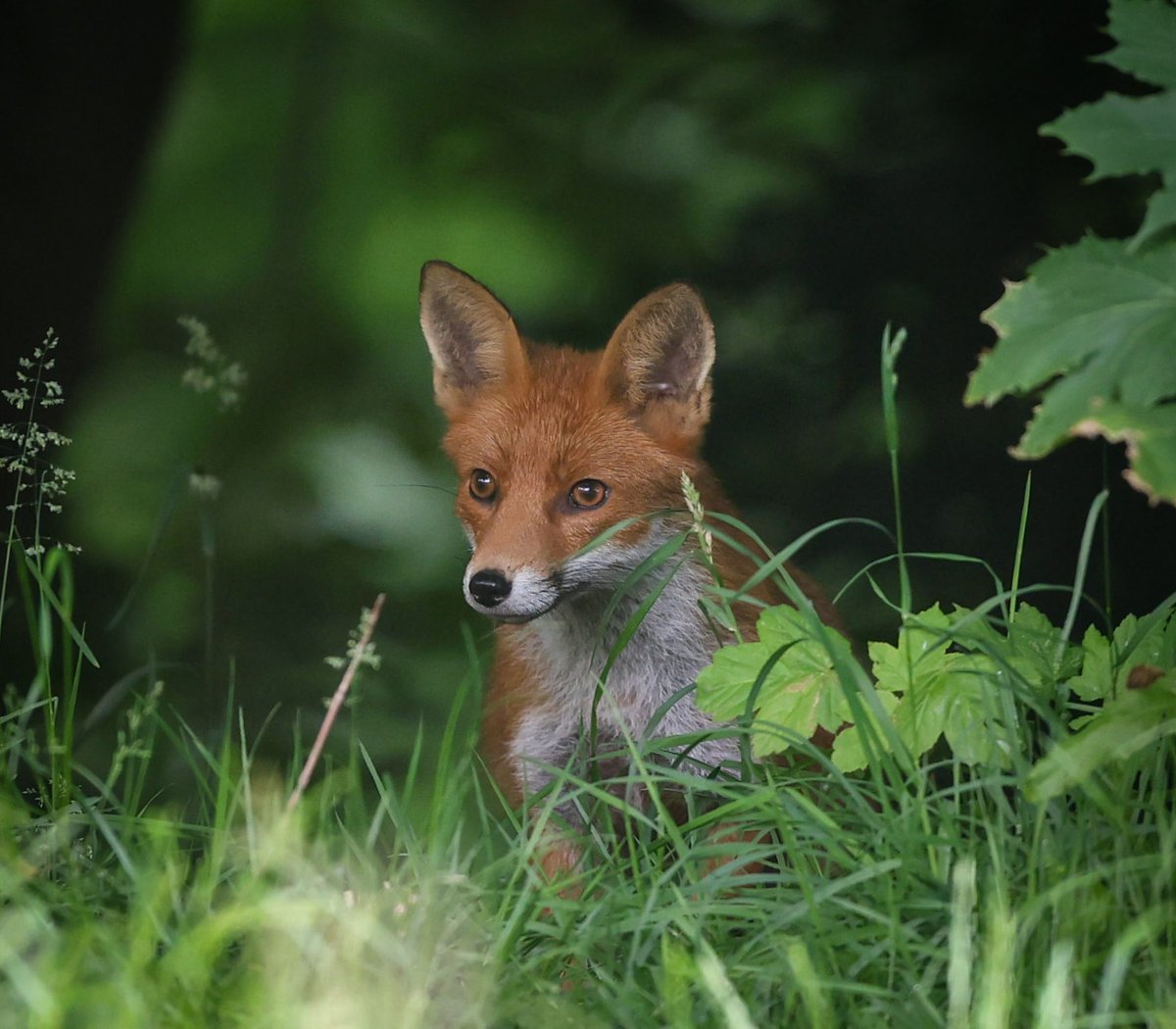 #fox #preston #lancashire