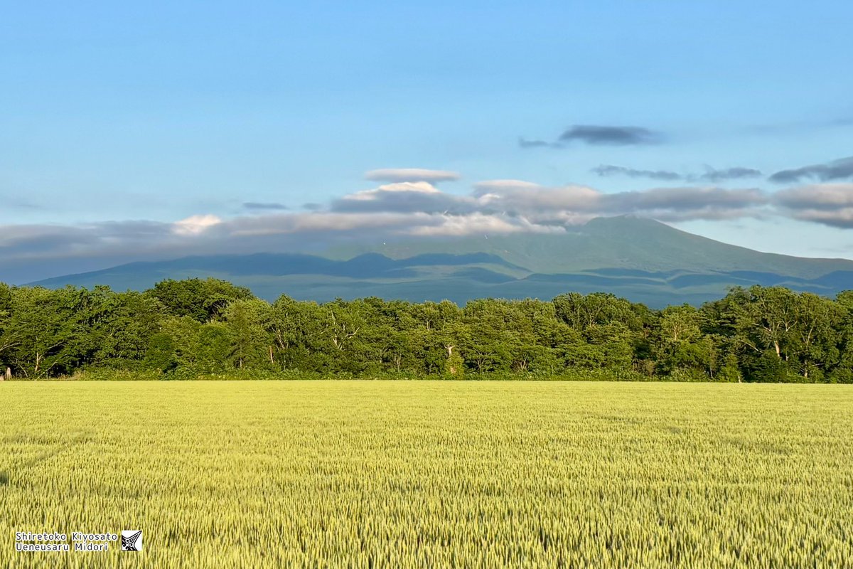 今日の斜里岳さん🧸⛰️☁️✨