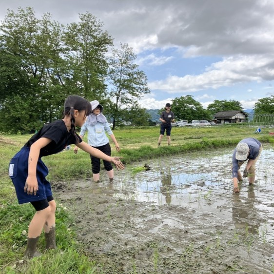 [安曇野館]
青空トモエ学園　田んぼの教室2025
田植えが開催されました。
今年も、参加者どうしがクラスメイトとなって、１年を通してお米づくりを学びます。

6/28(土)には、安曇野ちひろ公園のおでかけホリデーにて、「はだしで田んぼにはいろう(おこひる付)」の楽しいイベントもあります。
