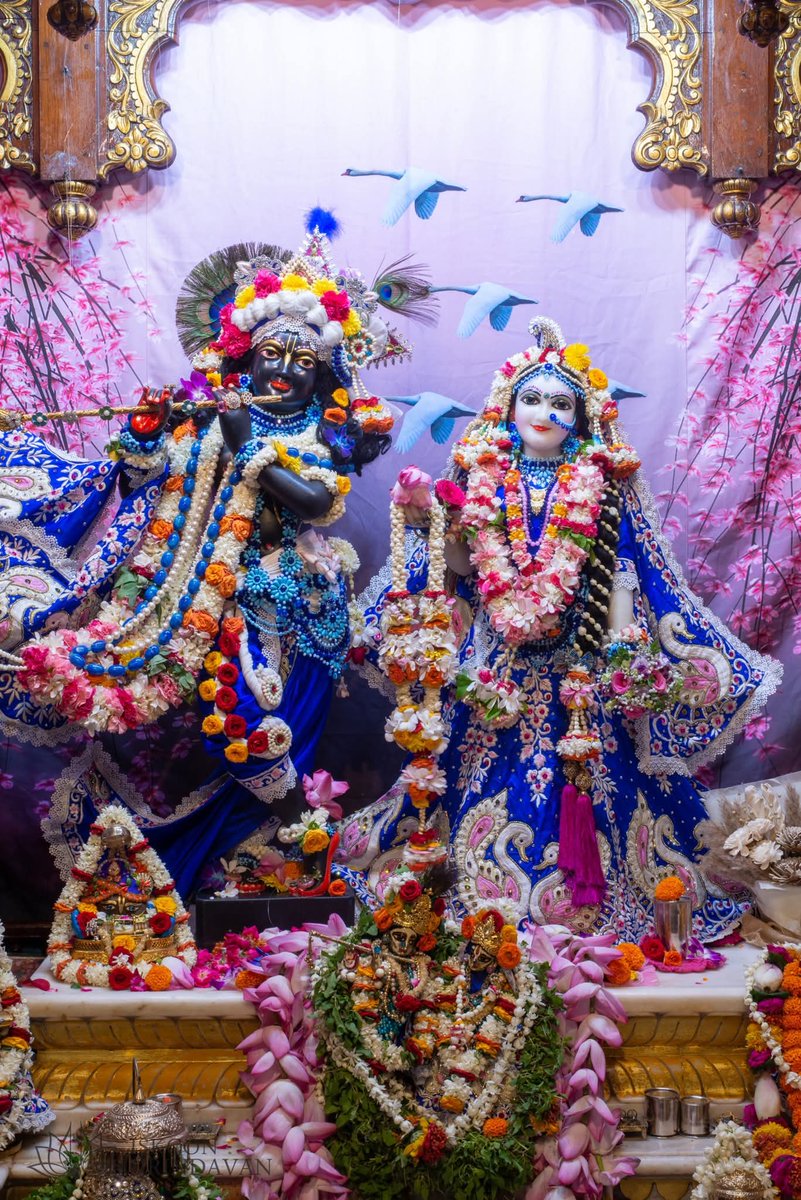 theholy_monk's tweet photo. 🌿✨🌸Radha Shyam Sundar 🌸✨🌿 https://t.co/3CM2m4alb1
