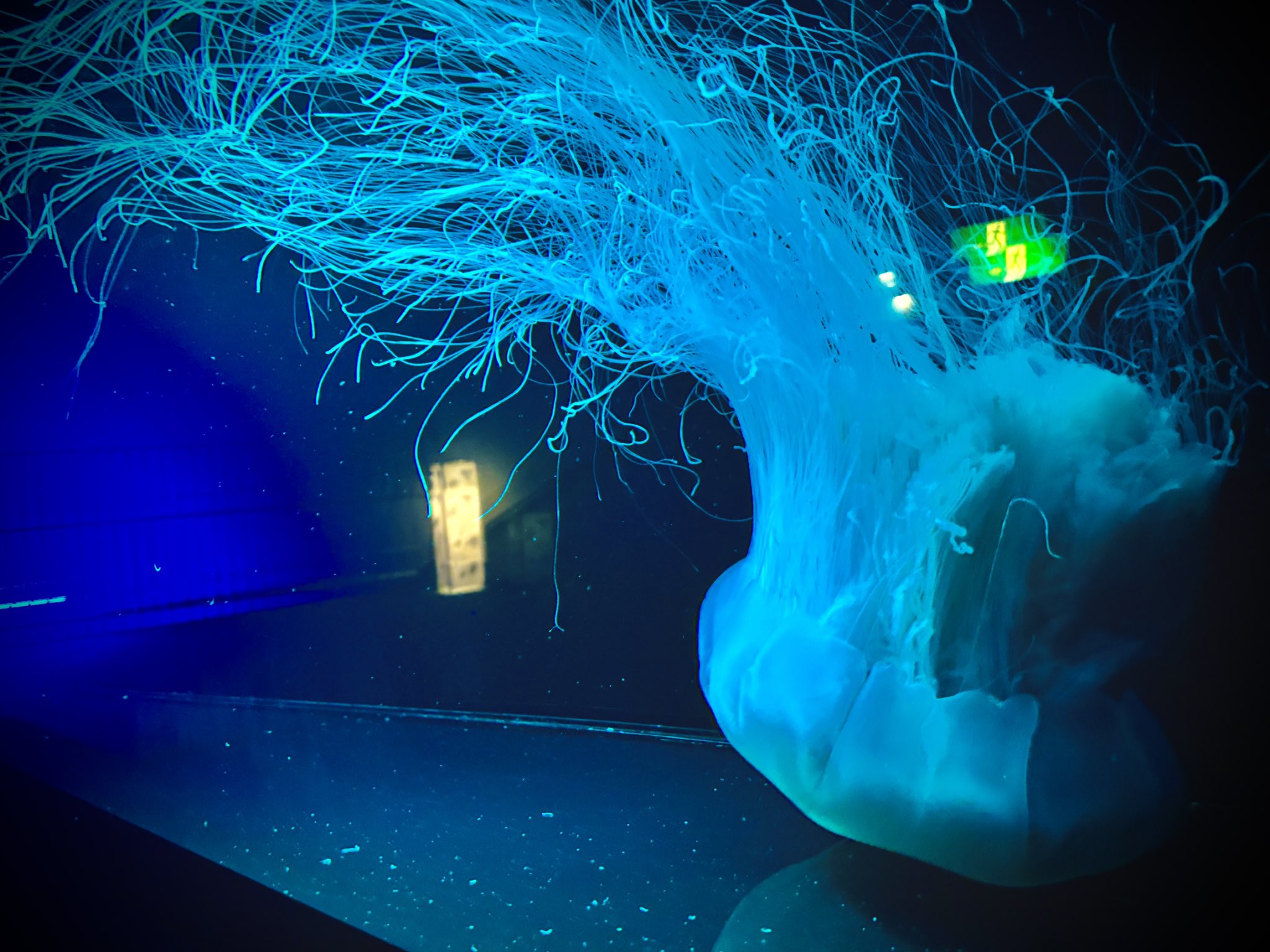 九十九島パールシーリゾート【公式】 on X: 