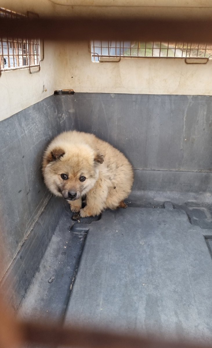 전북 부안 2025-00269 

특이사항 - 털이복실복실