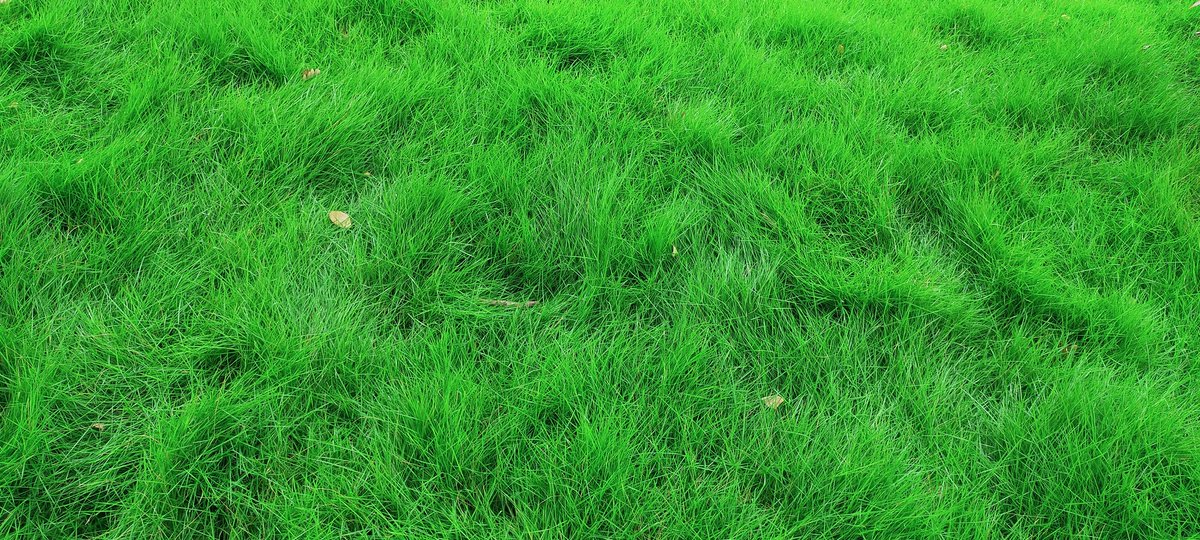 Risingnam's tweet photo. The grass have grown do dense in rainy season. Do you like it. https://t.co/J9Hsi1KTA2