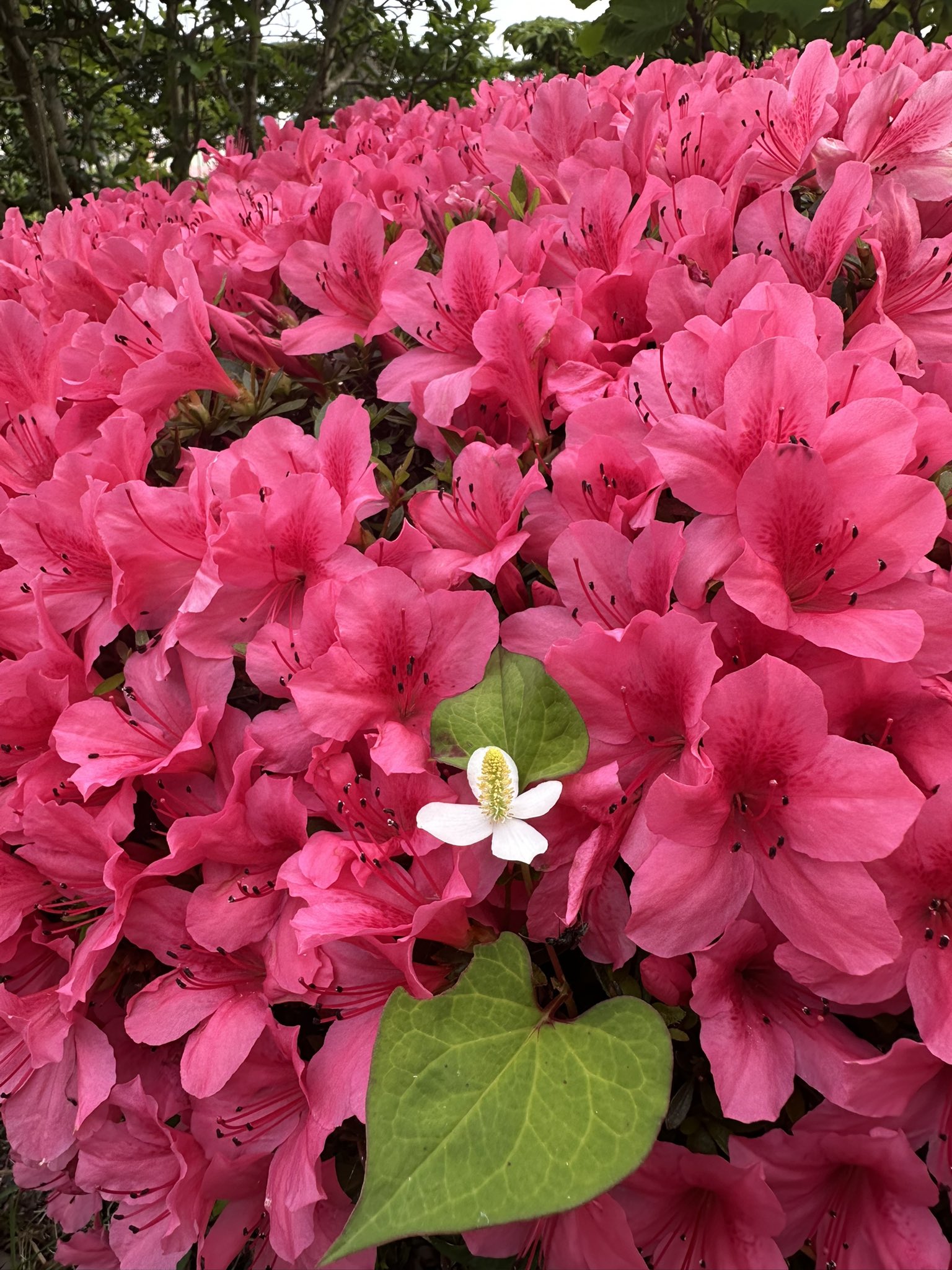 一輪の花 一輪の花のように - البحث / X