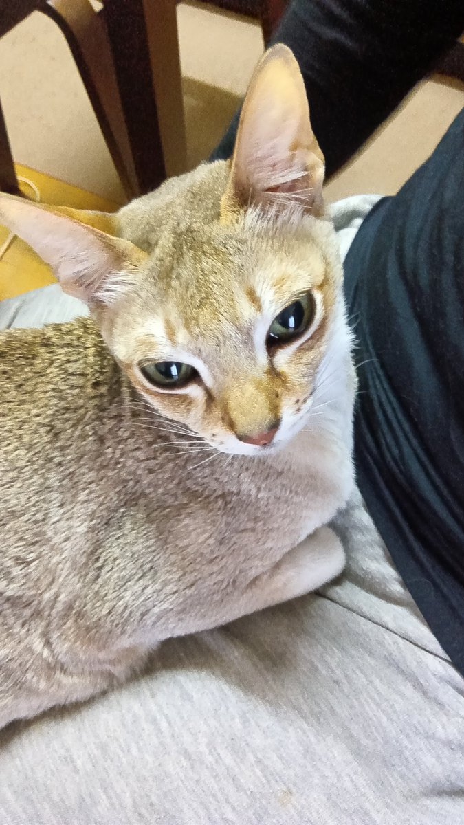 愛猫の空が一命を取り留めました。ある日からご飯を全く食べずぐったり😢すぐに医者に連れて行ったら肝臓の数値が高くなってて、、先々週は毎日点滴に通い、先週は2日に1回、、その間にご飯も食べれるようになりやっと元気に。まだまだ気は抜けないですがとりあえずほっとしています。良かった、、😭