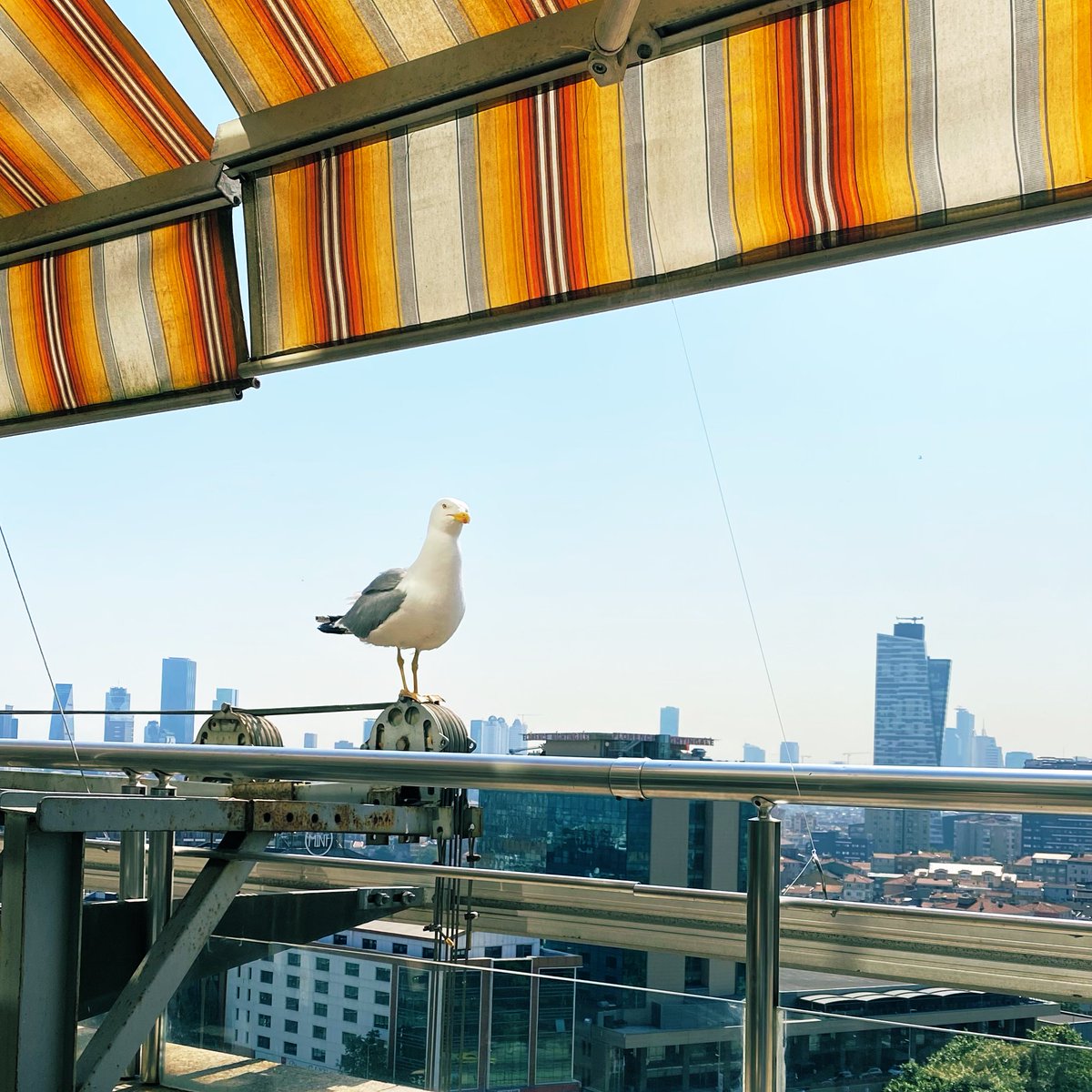 Çağlayanda martı, 
Ne terazi kalmış ne tartı! 
Çevrili demirlerle etrafı
Sanırsın toplama kampı.