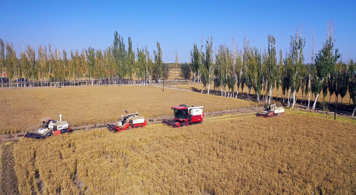 Good harvest in Xinjiang
Bonne récolte au Xinjiang