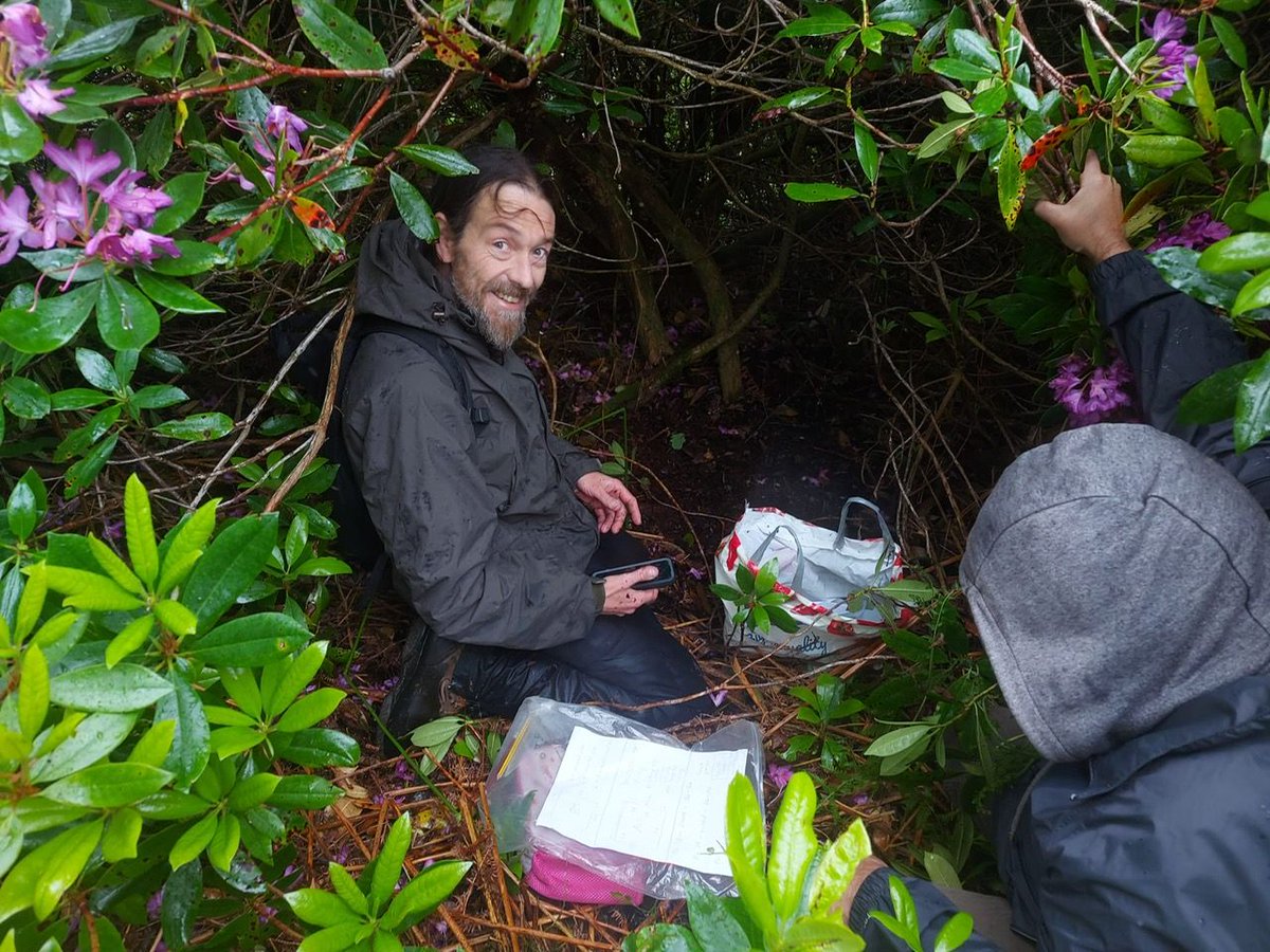 Ian doesn’t usually smile in a rhododendron bush…unless he’s setting up eDNA monitoring plots! We’re exploring how rhododendron changes fungal communities &amp; impacts rainforest recovery. Read more:  buff.ly/sKHab1A

📷 Rhyddian Knight @glenanwood

#ScotlandsRainforest