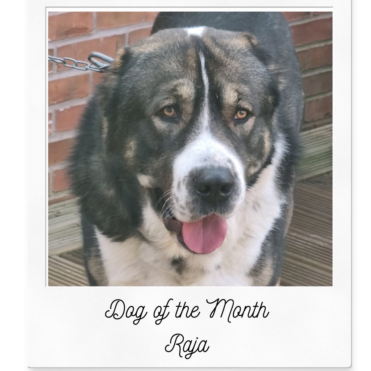 Our #dogofthemonth for July is Raja! 🐾🐕
Raja means king in Punjabi. His human Balbinder says:
"He’s just the cutest most loveable dog ever, very protective of his family, he loves cuddles, tummy tickles &amp; treats. He also loves boxing -he spends most of his time at the gym!"