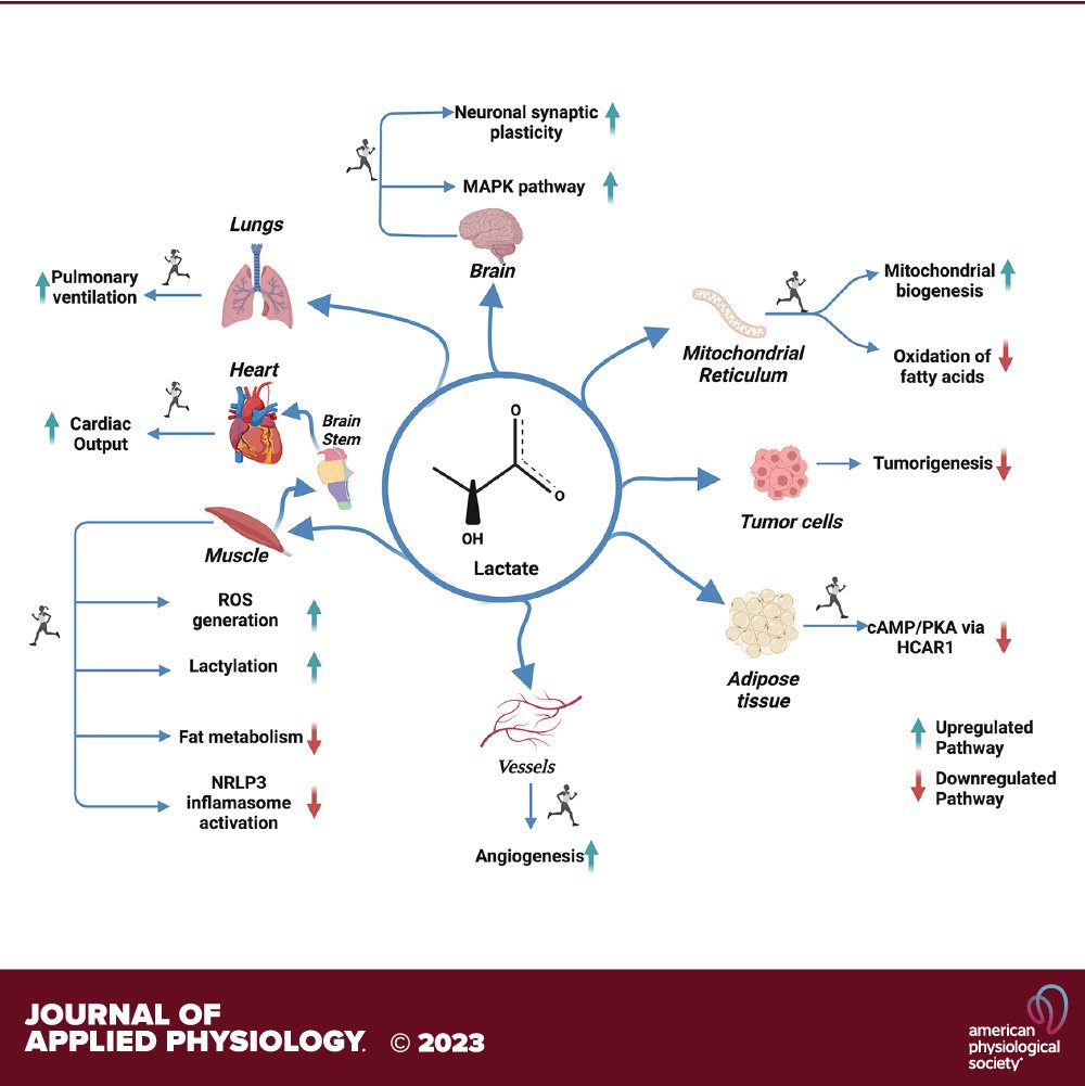 El lactato generado por el músculo, literalmente, EMPAPA las neuronas 🧠💦

En el interior de la neurona, el lactato deja de funcionar simplemente como combustible y activa 🕹 genes neurotróficos (generación de más neuronas).

Procura empapar de lactato tus neuronas a menudo.