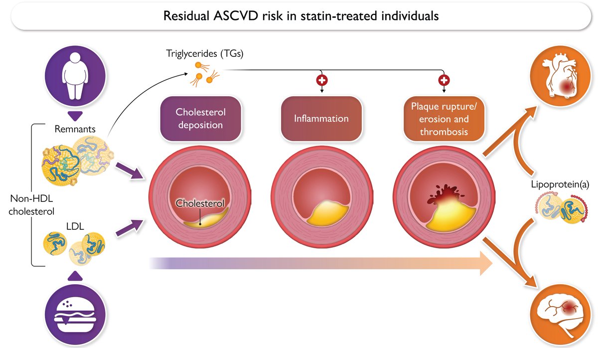 Residual cardiovascular risk beyond low-density lipoprotein cholesterol: inflammation, remnant cholesterol, and lipoprotein(a). Mechanism driving ASCVD likely differ for LDL, remnants and Lp(a).
academic.oup.com/eurheartj/adva…
Anders B Wulff &amp; BG Nordestgaard in Eur Heart J