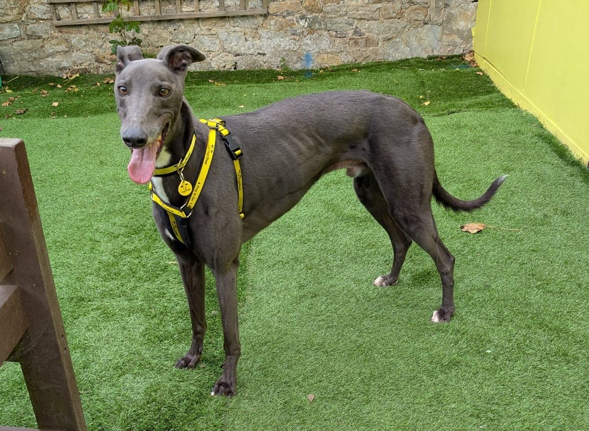 DogsTrust West Calder (Edinburgh) (@dt_westcalder) on Twitter photo Meet our new greyhound Leyton Longlegs! π This handsome boy is a sweet angel! πΌ He enjoys spending time with his people getting a fuss! π₯° Out and about he walks great on lead and is happy to say hello to people and dogs! πΎ Could he be the one for you? π
Apply to foster or Meet our new greyhound Leyton Longlegs! π This handsome boy is a sweet angel! πΌ He enjoys spending time with his people getting a fuss! π₯° Out and about he walks great on lead and is happy to say hello to people and dogs! πΎ Could he be the one for you? π
Apply to foster or