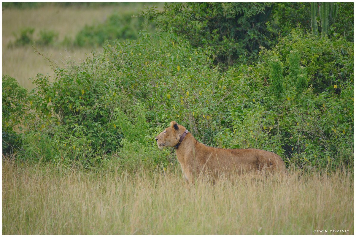 About Today's game drive in Queen Elizabeth National Park.
📍Kasenyi plains 
#ExploreUganda #VisitUganda