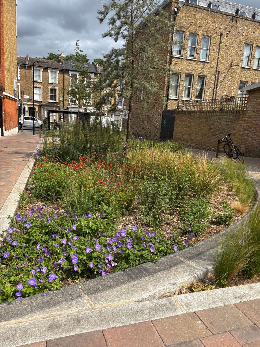 MeristemDesign's tweet image. Did you know Marvin Street used to be a dead-end road? 🌿
Now it’s a blooming pocket park with rain gardens, trees & footpaths - all part of a greener, healthier borough with @hackneycouncil.
🌧️ Resilience
🚶♀️ Walkability
🌱 Biodiversity
#SuDS #RainGardens #UrbanGreening
