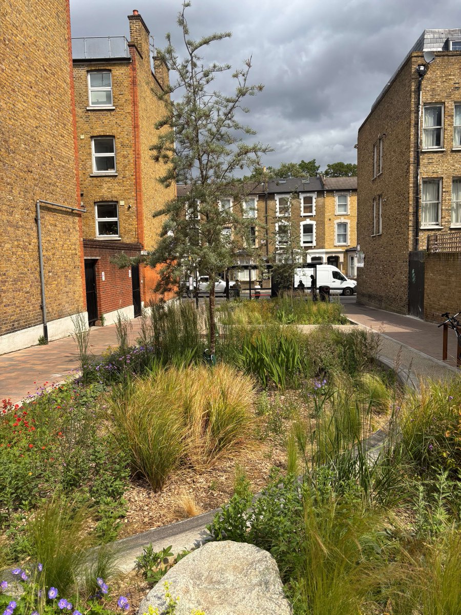 MeristemDesign's tweet image. Did you know Marvin Street used to be a dead-end road? 🌿
Now it’s a blooming pocket park with rain gardens, trees & footpaths - all part of a greener, healthier borough with @hackneycouncil.
🌧️ Resilience
🚶♀️ Walkability
🌱 Biodiversity
#SuDS #RainGardens #UrbanGreening