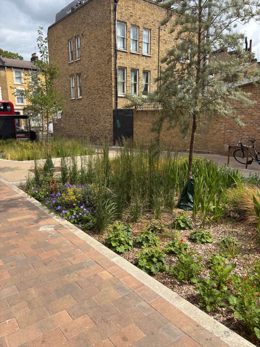 MeristemDesign's tweet image. Did you know Marvin Street used to be a dead-end road? 🌿
Now it’s a blooming pocket park with rain gardens, trees & footpaths - all part of a greener, healthier borough with @hackneycouncil.
🌧️ Resilience
🚶♀️ Walkability
🌱 Biodiversity
#SuDS #RainGardens #UrbanGreening