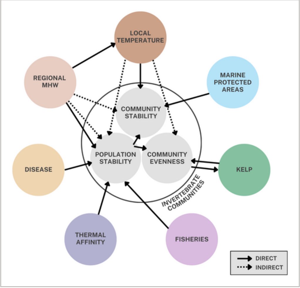consbiog's tweet image. New paper, led by @dgmaucieri, out in our journal! 🗞️
Enduring a Major Marine #Heatwave: The Role of Local Cool Refugia and #Kelp Forests in the #Resilience of Marine #Invertebrates 🦀
doi.org/10.1111/ddi.70…