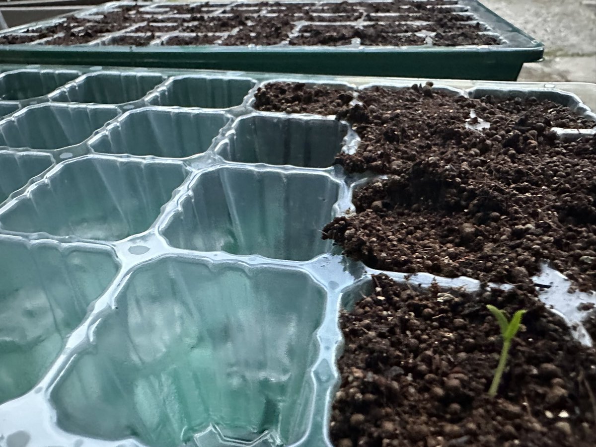 やっと芽生えた🌱
育てあげます😎