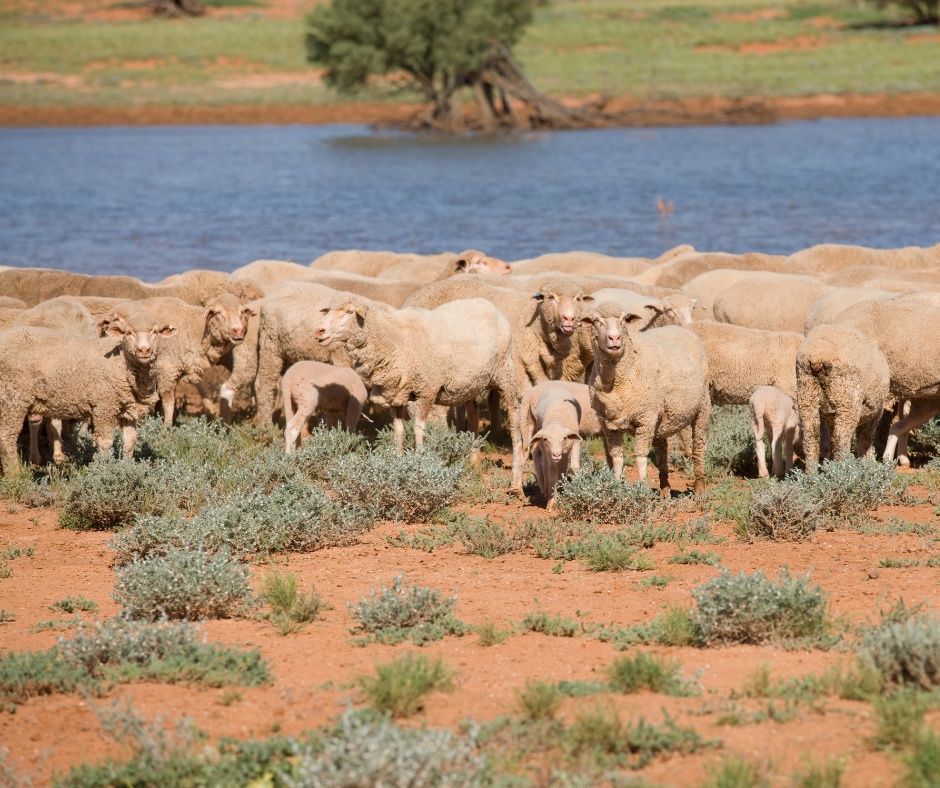 What should you consider when deciding on vaccinations to prevent disease in your flock? Check out this advice from Dr Michylla Seal, which covers the factors to think about and provides recommendations for vaccines: buff.ly/d0S0KtJ.