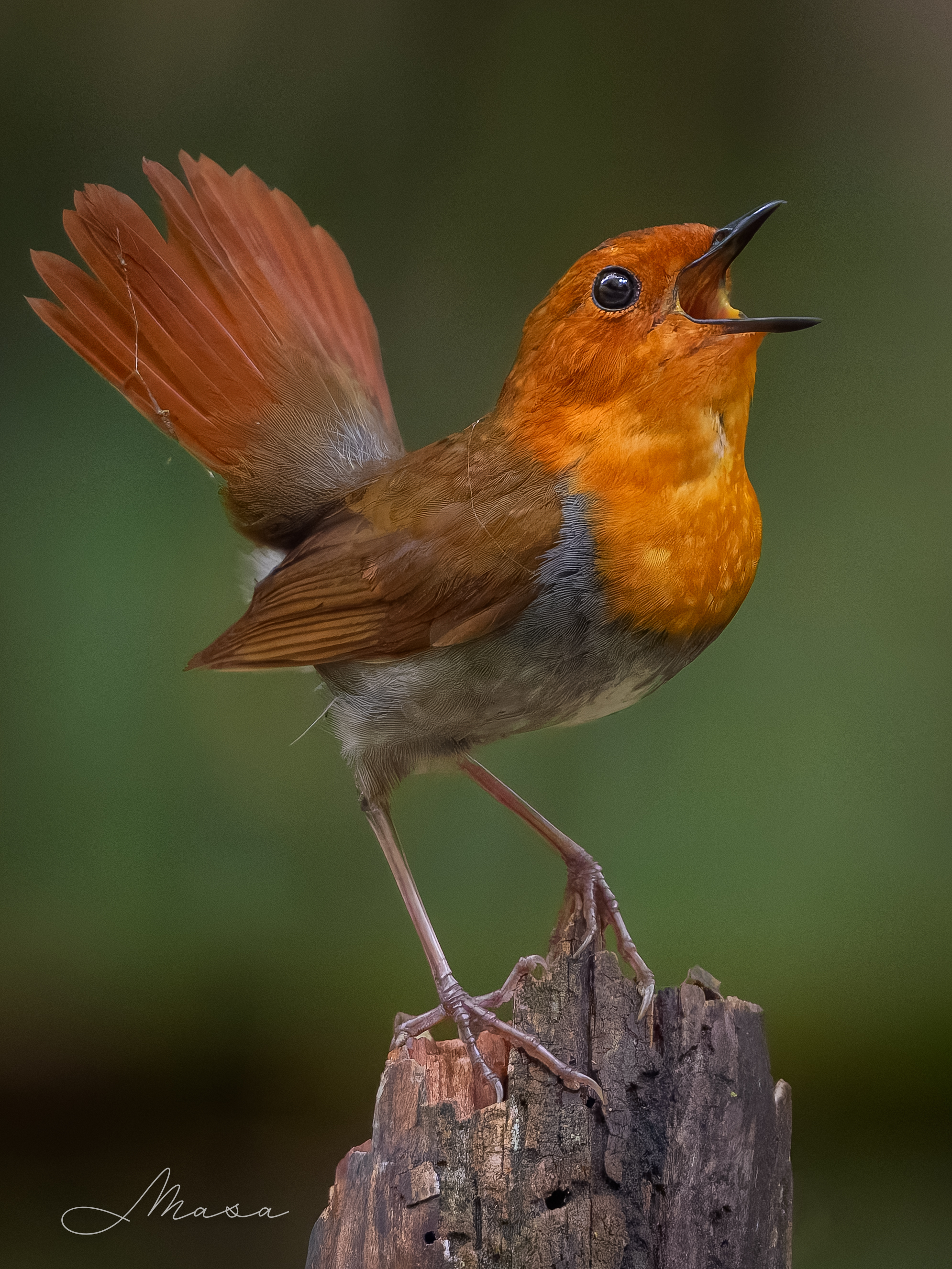 Highlights by まさ/ Masa (@AlphaMasa) / X