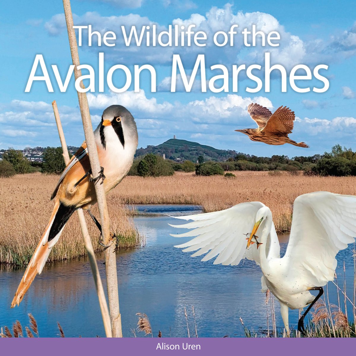 We've just started laying out THE WILDLIFE OF THE AVALON MARSHES by Alison Uren. Richly illustrated throughout, the book takes you on a monthly journey around Somerset's wonderful Avalon Marshes nature reserves showcasing the wildlife found there <a href="/SomersetWT/">Somerset Wildlife Trust</a> <a href="/_BTO/">BTO</a> <a href="/Natures_Voice/">RSPB</a>
