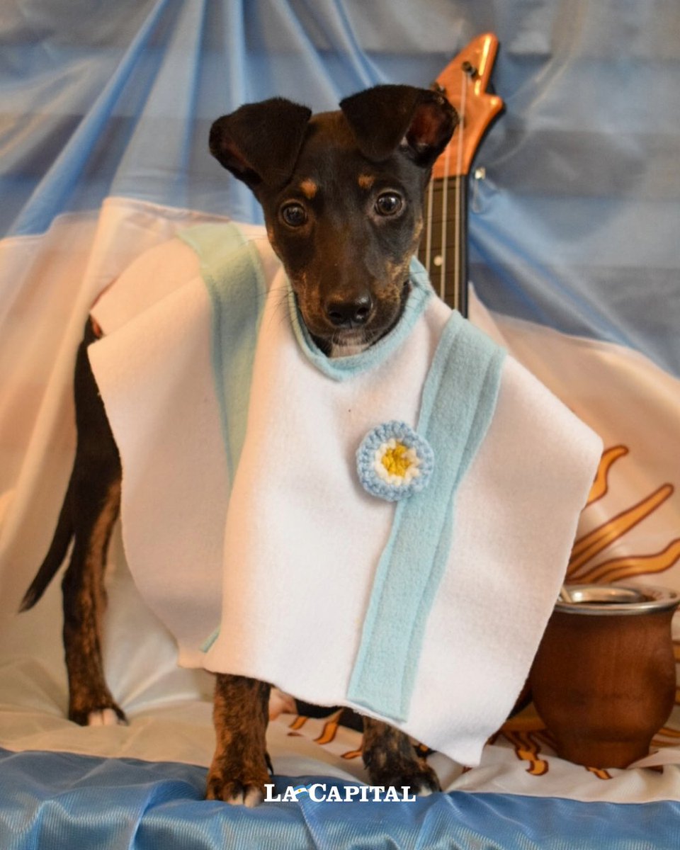 🥰🇦🇷 ¡PARA MORIR DE AMOR!

La protectora de animales de Rosario, animalistasderosario , compartió en sus redes la campaña de fotos que realizaron previo al Día de la Bandera. Con símbolos patrios y representativos del país, buscan darle difusión a los perros y gatitos que esperan